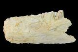 Fossil Xiphactinus Jaw Section - Smoky Hill Chalk, Kansas #134860-2